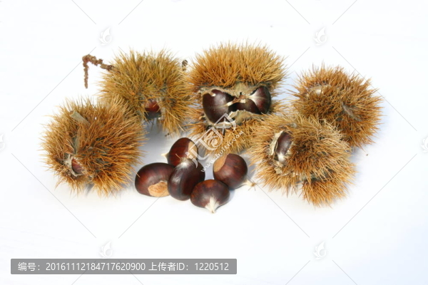 板栗