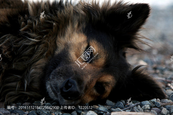 狗在湖海灘