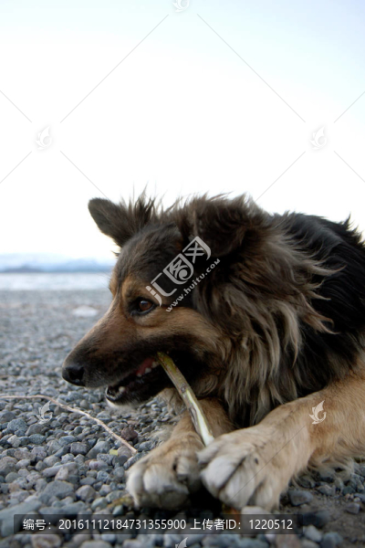 狗在湖海灘