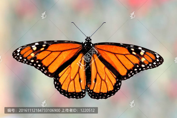 帝王蝶（Danaus,plexippus）