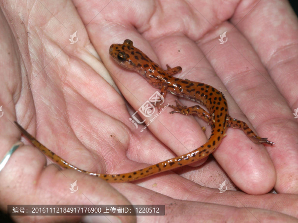 Cave,Salamander（Eurycea,Lucifuga）