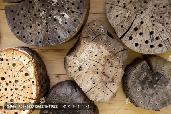 昆蟲(chóng)的避難所