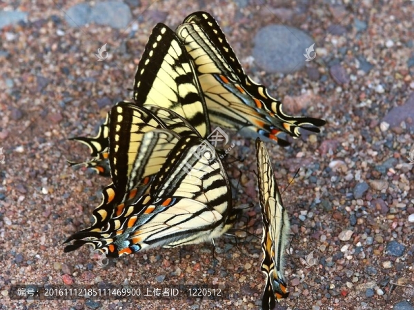 Tiger,Swallowtails（Papilio,glaucus）