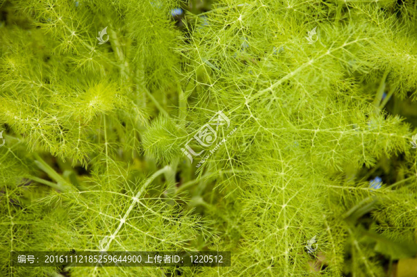 香草花園-匯圖網(wǎng) www.fosd68.com 香草花園