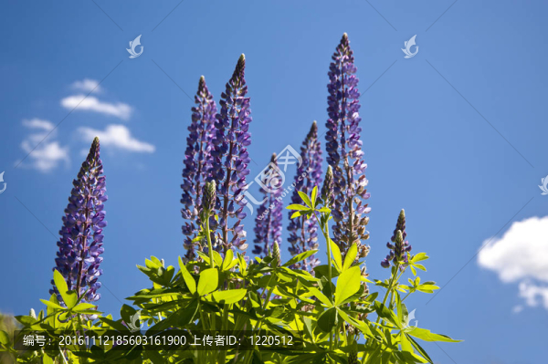 lupne
