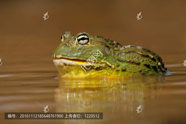 非洲大牛蛙