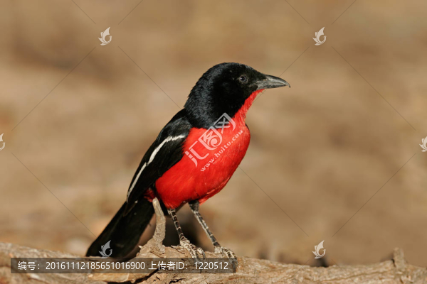 紅襟鳥(niǎo)