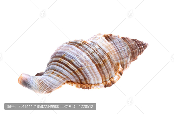 海貝殼
