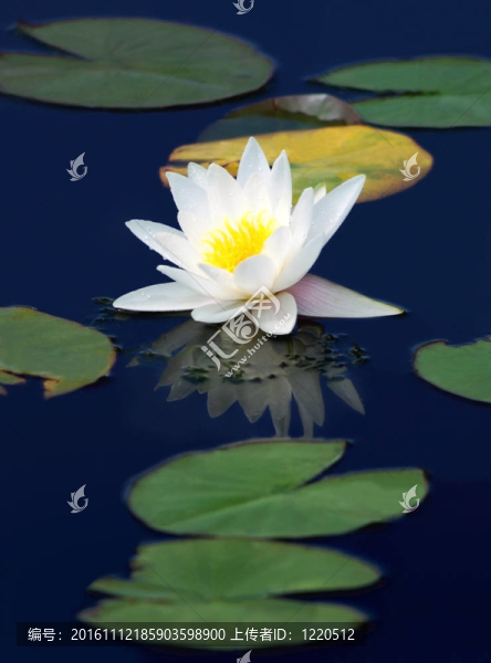 在深藍(lán)色的白色