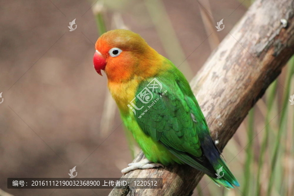鳥紅頭情侶鸚鵡