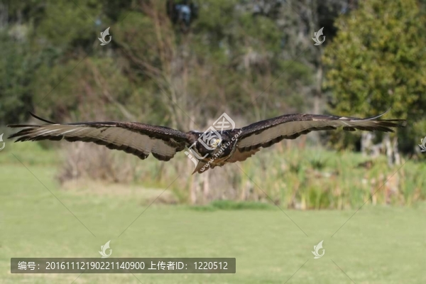 豺鷲鳥