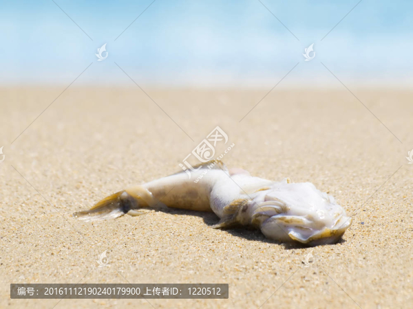 死魚。