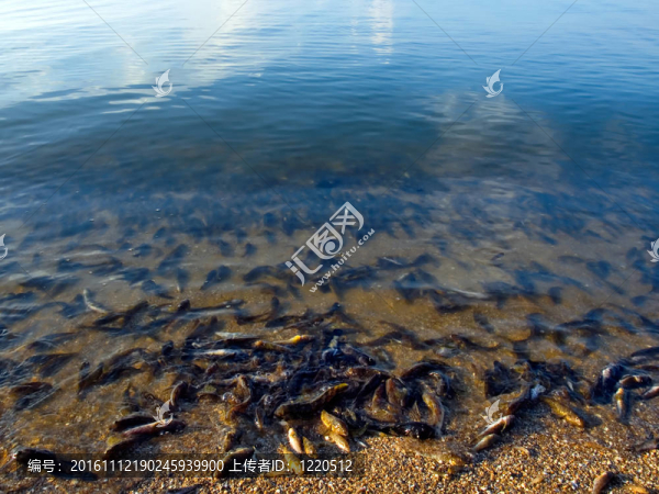 死魚。
