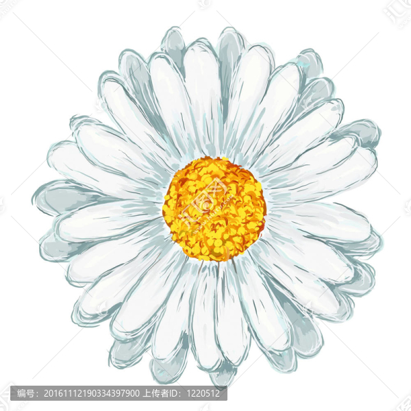 雛菊