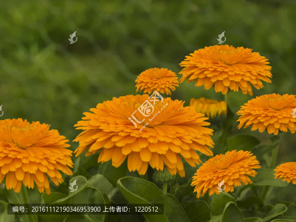 春天的花朵金黃色的金盞花的背景