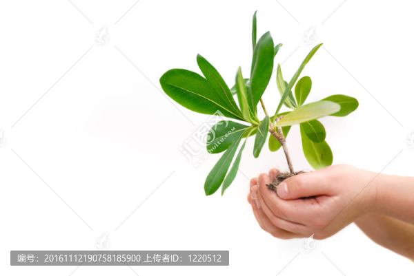增長的概念