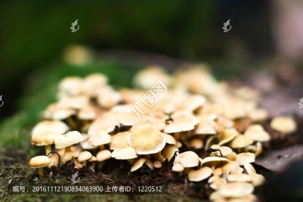 蘑菇