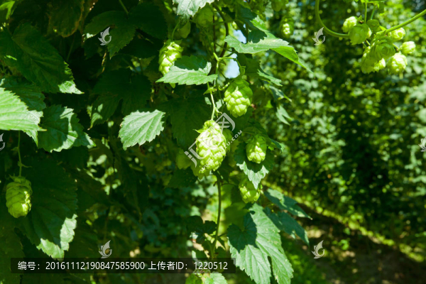 有水果的啤酒廠的細(xì)節(jié)