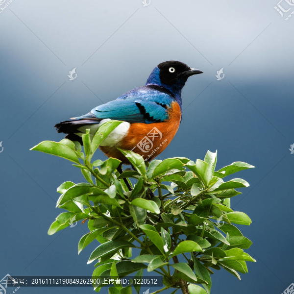 鳥在樹枝上。