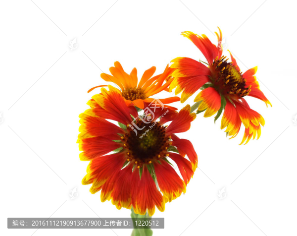 猩紅色的花