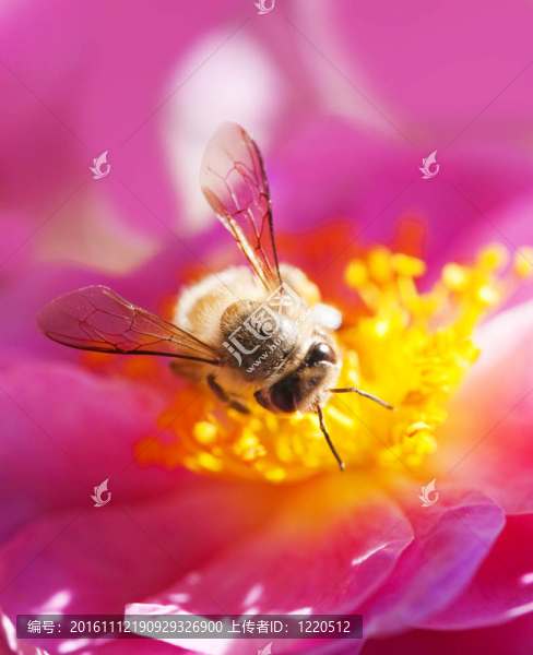 蜜蜂采蜜