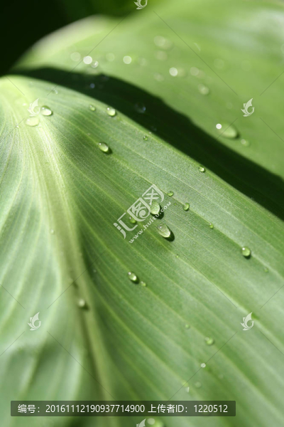 新鮮草與露水滴近
