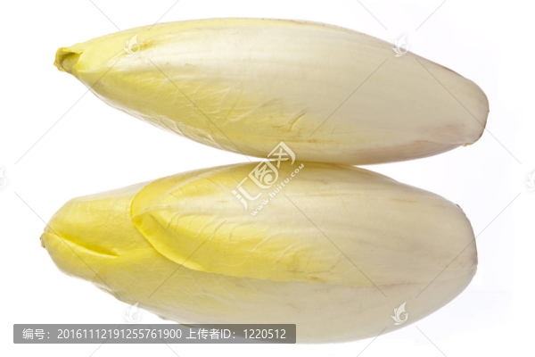 布魯塞爾菊苣孤立在白色