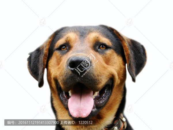 狗