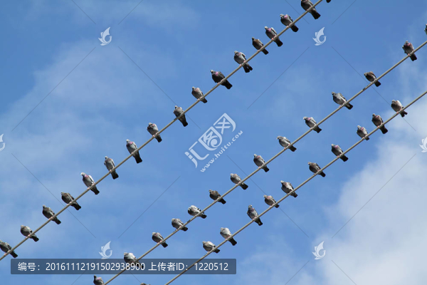 小鳥在電線