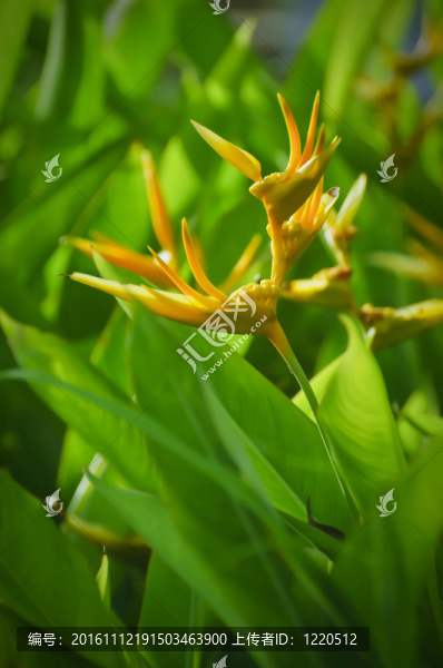 橙花
