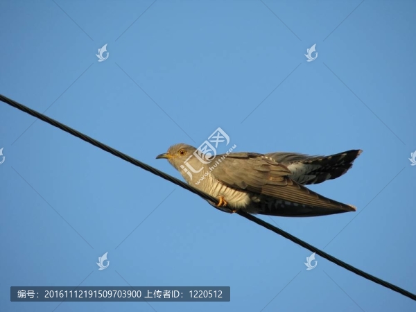 布谷鳥在電線