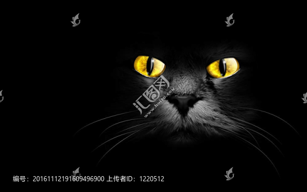 黑色的貓