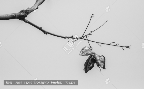 秋天的枝葉