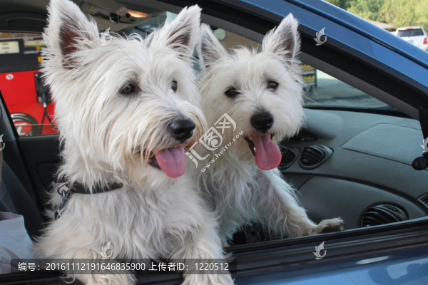 快樂的西部高原犬