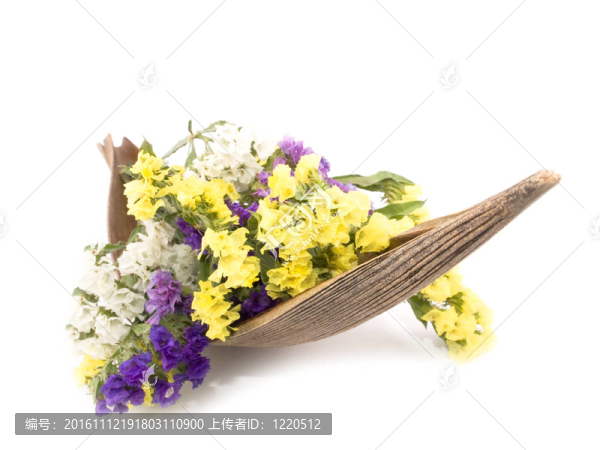 毋忘我花勿忘我