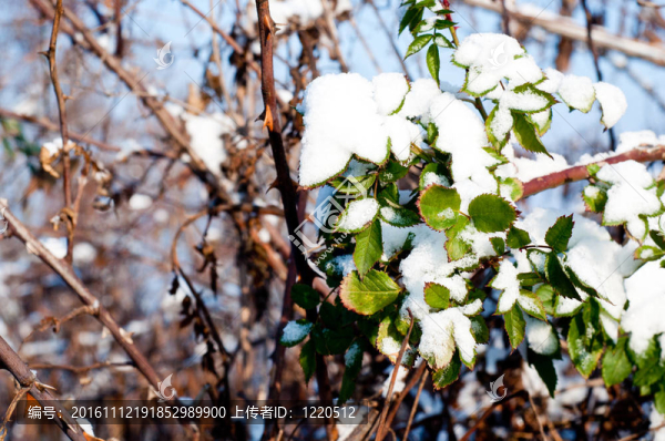 雪地里的野玫瑰