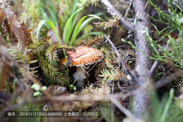 鵝膏菌