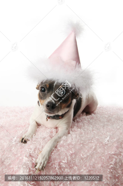 女孩生日的狗