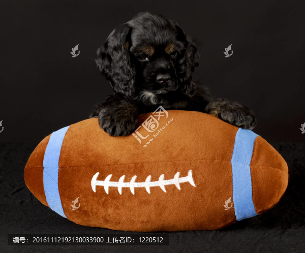 體育的獵犬
