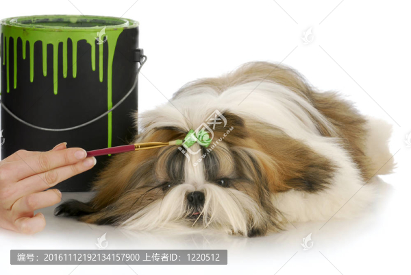 狗美容