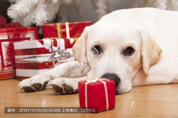 圣誕狗
