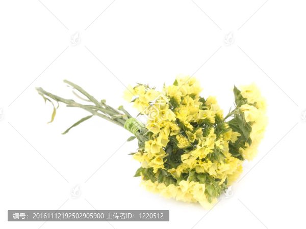 毋忘我花勿忘我