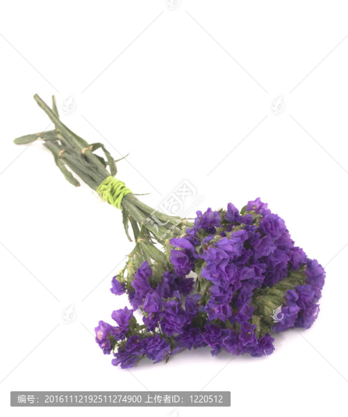 毋忘我花勿忘我
