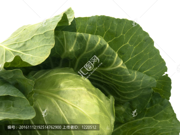 新鮮的卷心菜