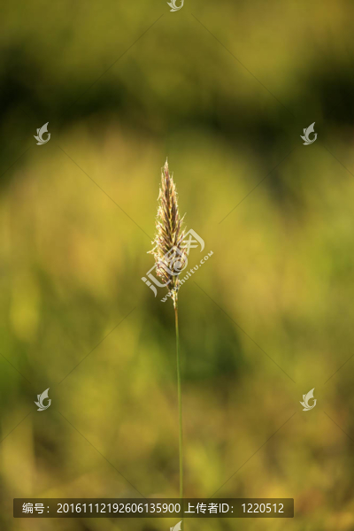 春天是綠色的草-匯圖網(wǎng) www.fosd68.com 春天是綠色的草
