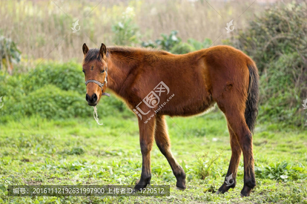 年輕的馬