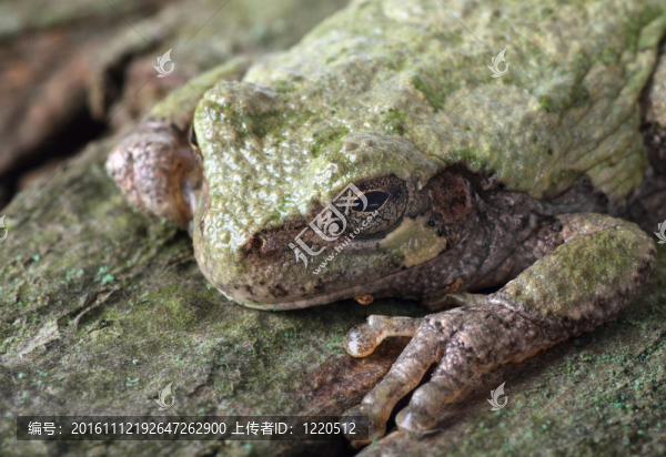 東部灰樹蛙；Hyla,versicolor