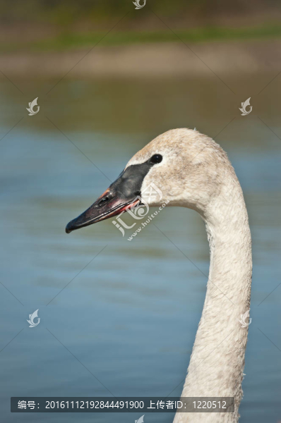 Trumpeter,Swan簡(jiǎn)介