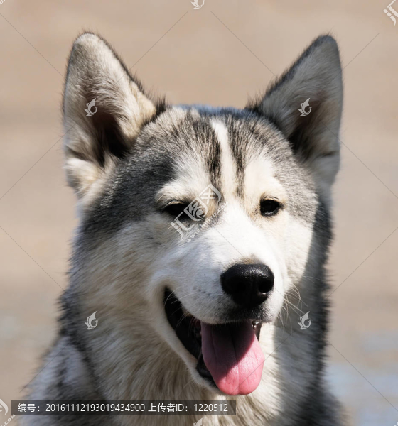 哈士奇犬的畫(huà)像