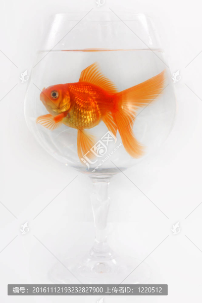 金色的魚。白色隔離